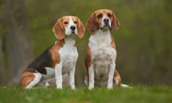 Beagle - rasa psa pełna energii i uroku
